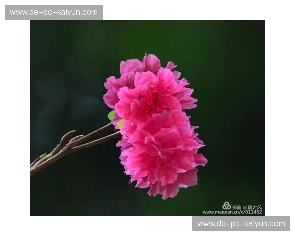 神户风情与樱花烂漫：一场跨越山海的足球与赏樱双重奏